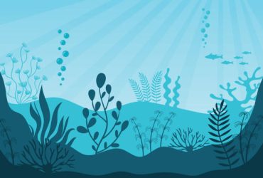saltwater aquariums