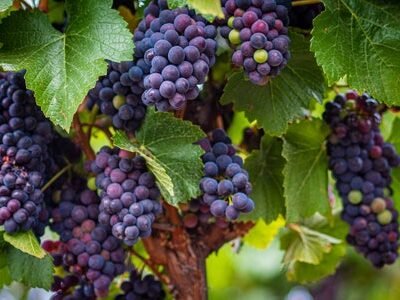 Sonoma County